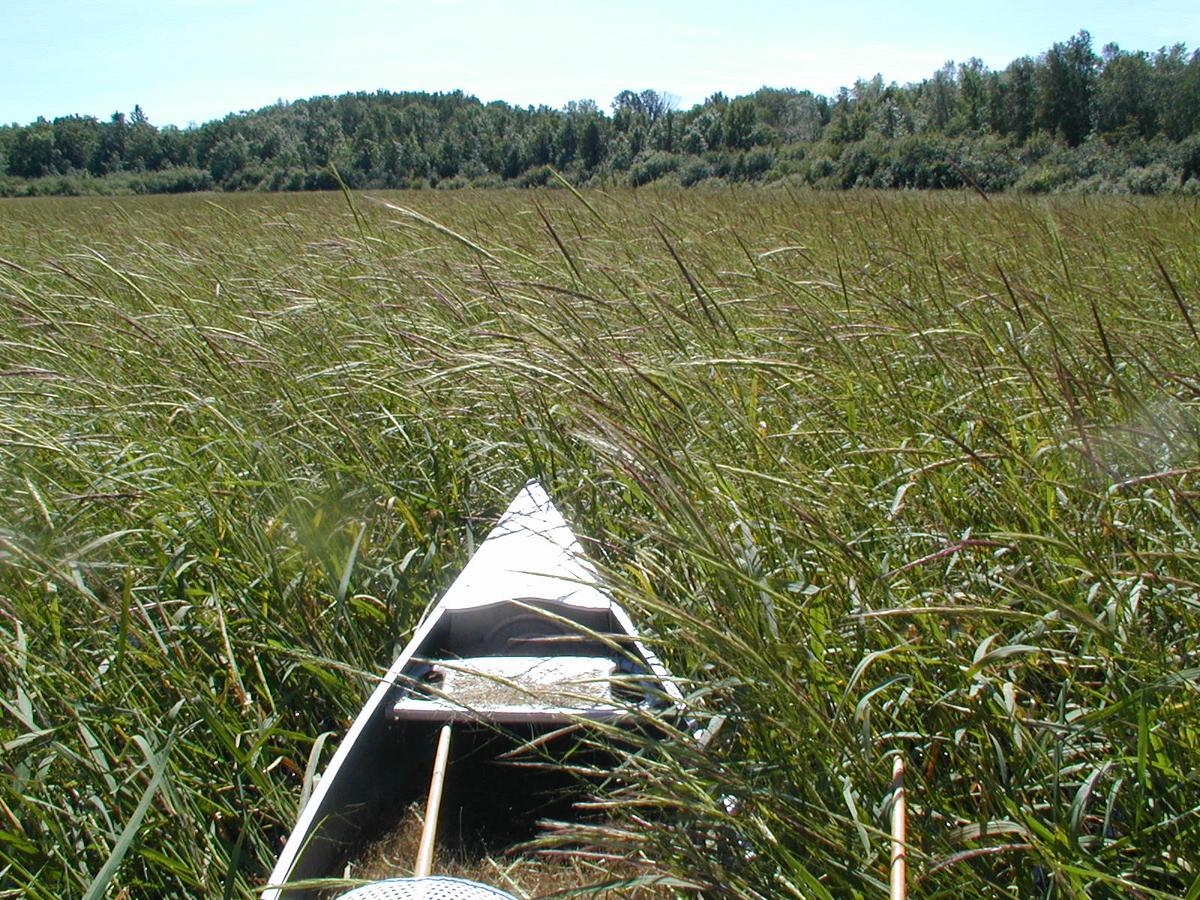 A canoe in wild rice
