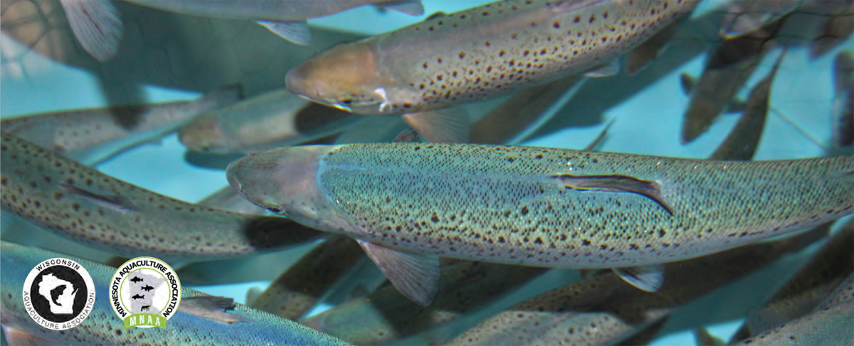 Several fish swimming in a tank.