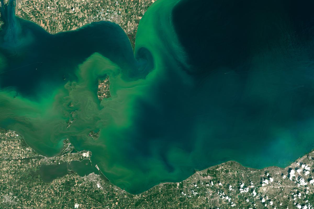 A satellite image showing bright green algal blooms inside of Lake Erie.