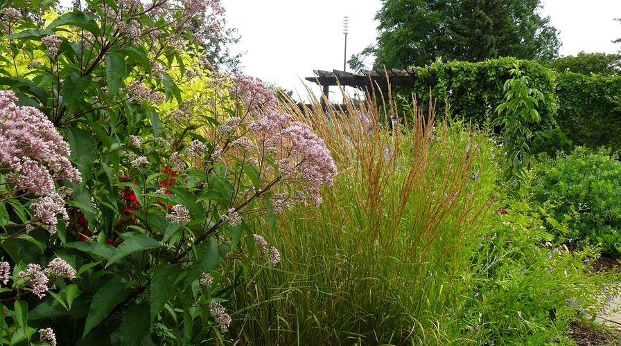 A landscape image of native Minnesotan grasses, bushes and flowers.