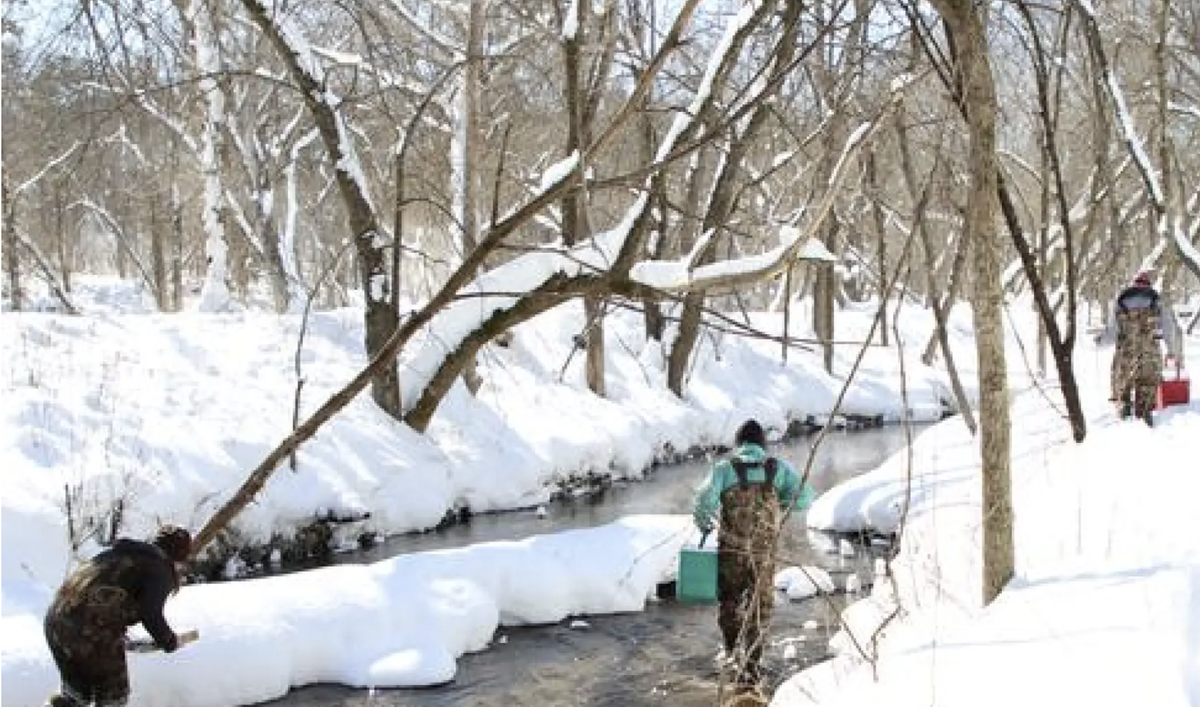 Three people wearing camo waders and holding buckets in a stream with snow on the banks.