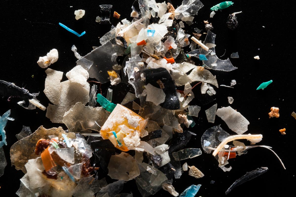 Microplastics from the Rhode River.