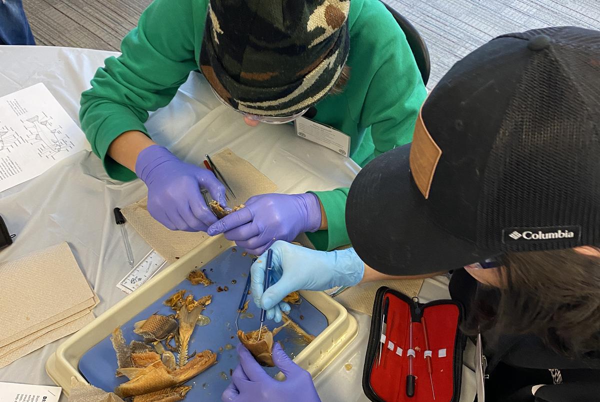 Two individuals are engaged in a fish dissection. Both are wearing gloves and using tools to carefully examine the fish parts laid out on a tray. One person is wearing a camouflage-patterned beanie and a green hoodie, while the other has a black Columbia cap and dark clothing. Various fish parts and tools are on the table, along with dissection guides and paper towels. The environment suggests a hands-on educational activity or workshop.