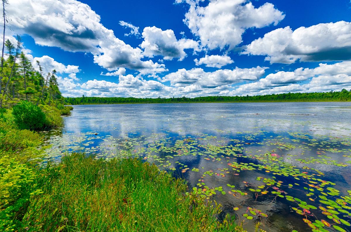 Green foliage and forest next to a wetland under clear blue skies with puffy clouds. 