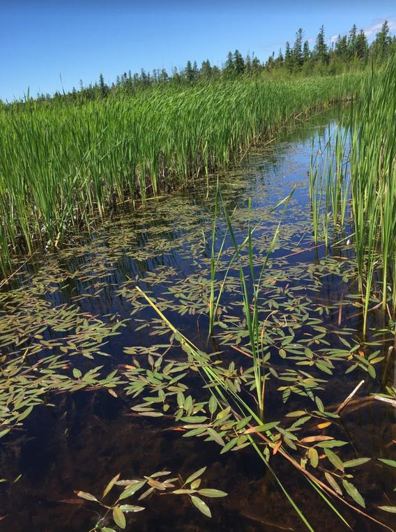 Native plants recolonizing after cattail removal 