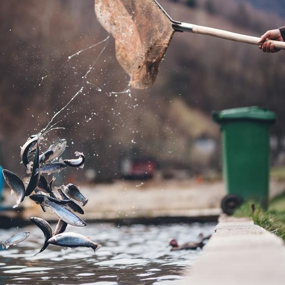 Trout being tossed from a hand-held net into an aquaculture pond.