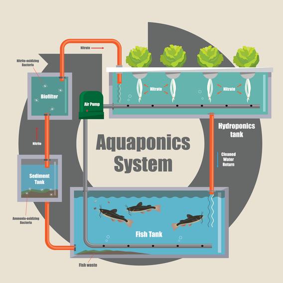 Aquaponics system showing hydroponics tank, clean water return, fish tank, sediment tank, biofilter, and air pump 