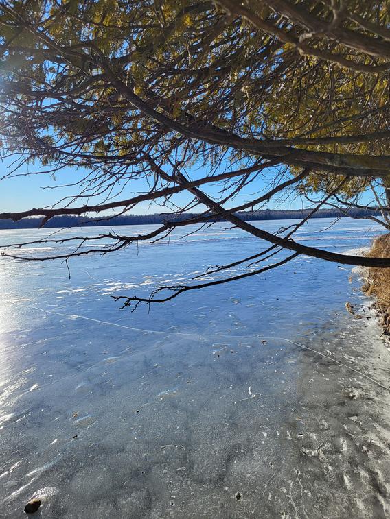 Frozen lake and shoreline with overhanging tree branch.