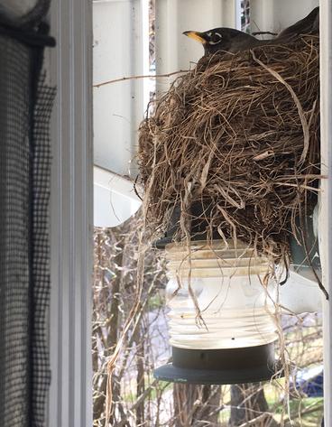 Robin nest on top of a porch light